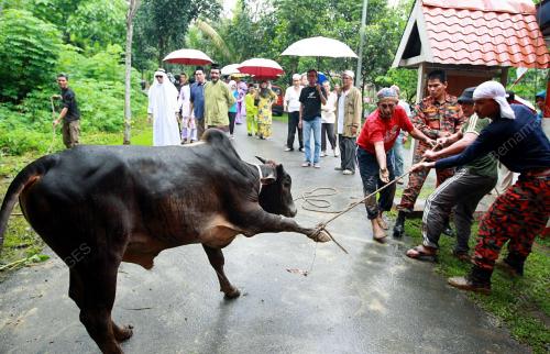 KORBAN DI RUMAH PENGASIH