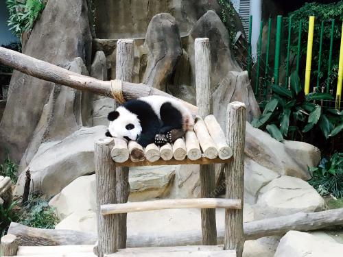 KL16_12062016_ANAK_PANDA