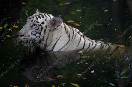 ZOO NEGARA