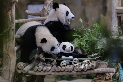 PANDA ZOO NEGARA