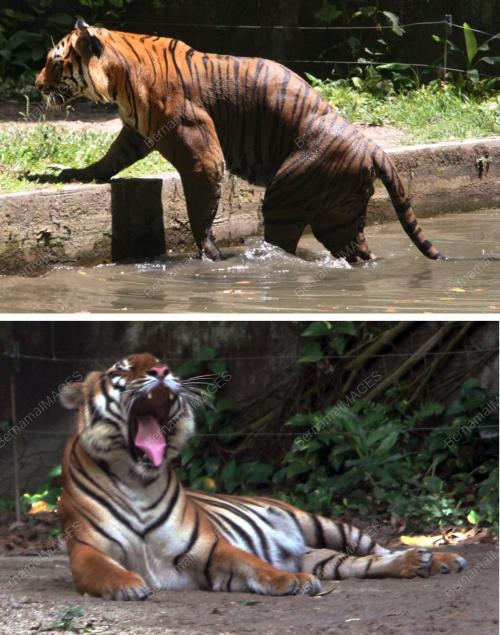 HARIMAU