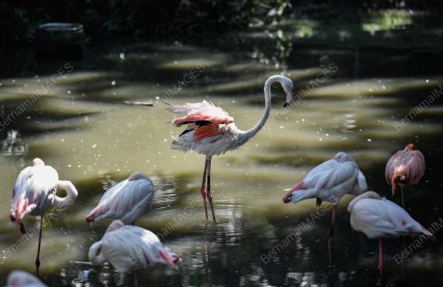 TINJAUAN CUACA PANAS ZOO NEGARA