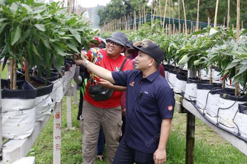 PROJEK TANAMAN CILI FERTIGASI