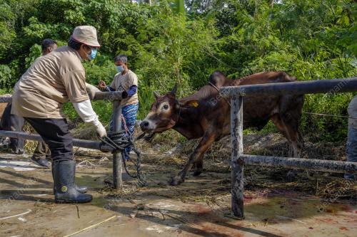 TINJAUAN AKTIVITI IBADAH KORBAN