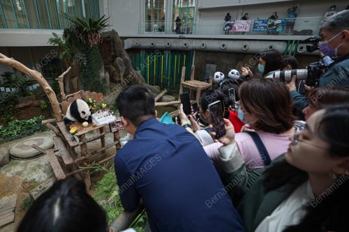 GIANT PANDA BIRTHDAY CELEBRATION CEREMONY 2023