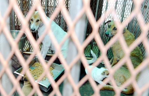 KL16_23092015_ANJING