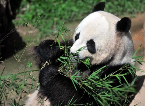 KL16_24072016_PANDA