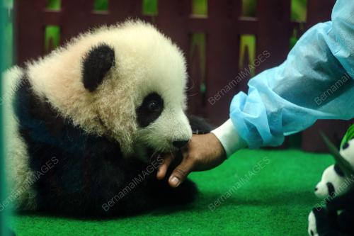 KL16_26052018_PANDA_BN201805239223