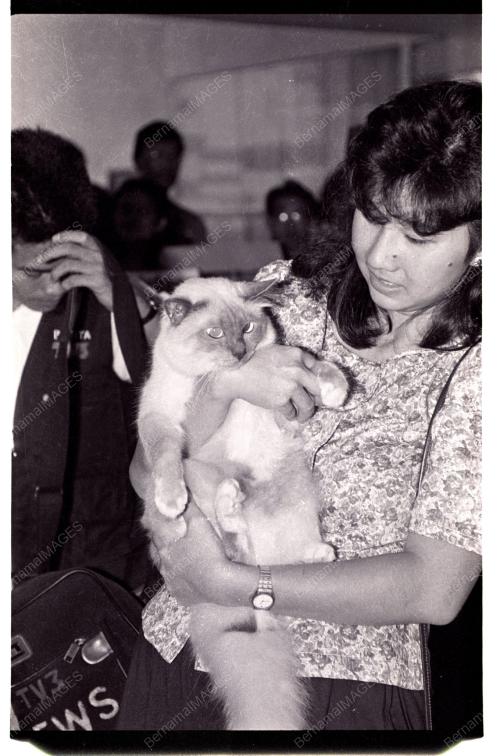 PERTANDINGAN KUCING