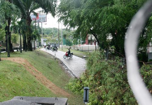 POKOK TUMBANG