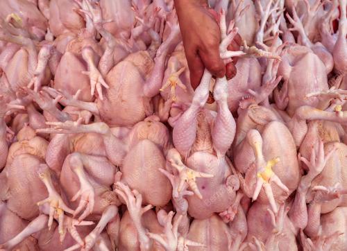 TINJAUAN HARGA AYAM