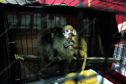 KL17_01042017_PERHILITAN