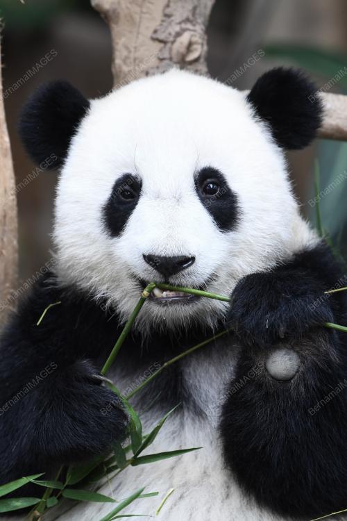 KL17_01082019_PANDA_BN201907316800