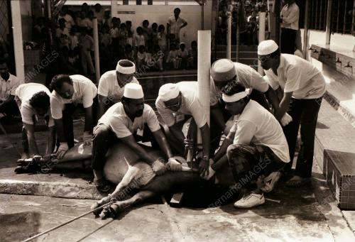 HARI RAYA QURBAN DI KAMPUNG BARU