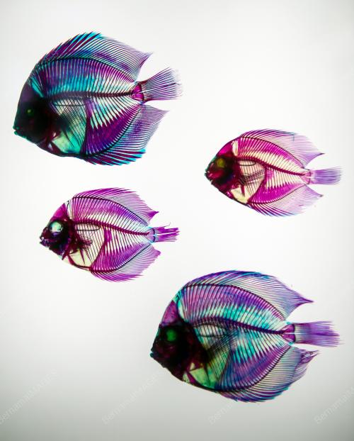 KL17_03022019_IKAN_LUTSINAR