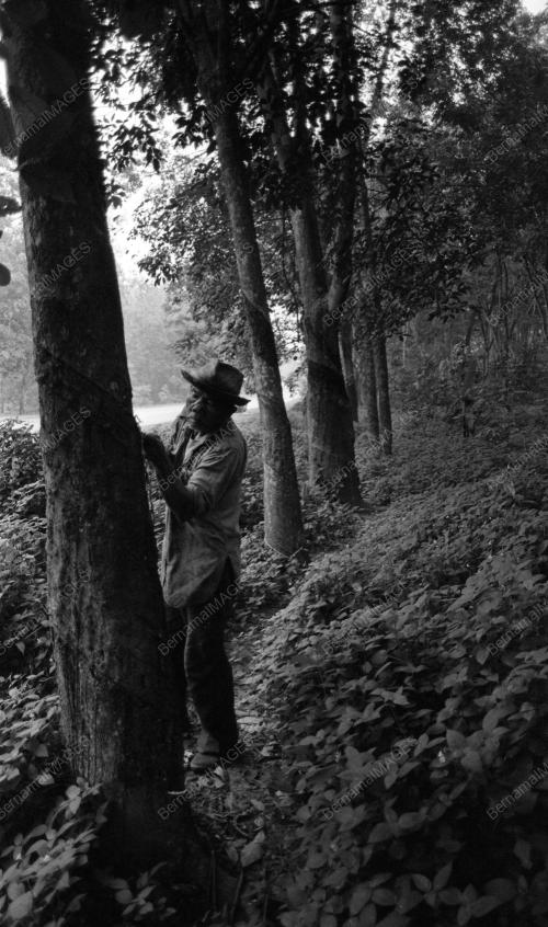KL17_04022015_LADANG_GETAH