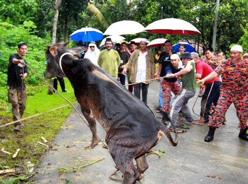 KORBAN DI RUMAH PENGASIH