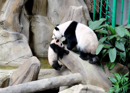 KL17_10022016_PANDA_ANAK