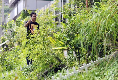 KL17_13052015_TAMAN_HERBA