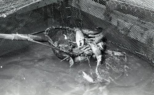 KHASIAT KETAM