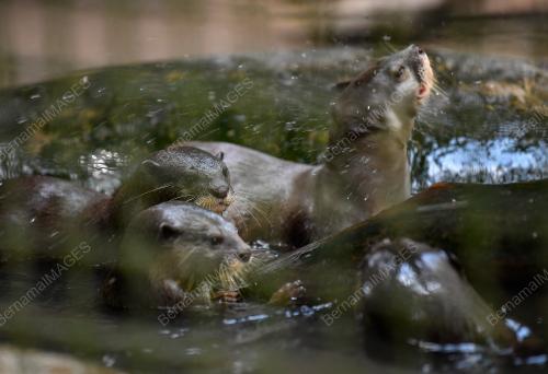 TINJAUAN CUACA PANAS ZOO NEGARA
