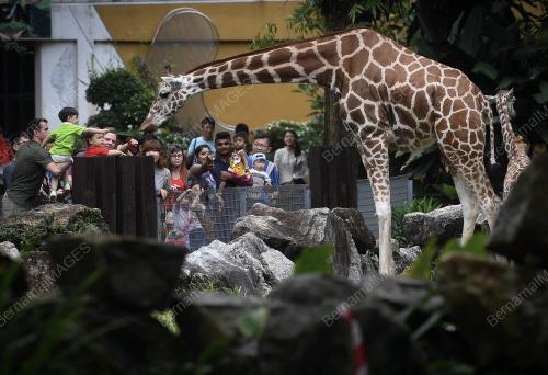 KL17_17062018_ZOO