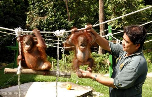 ORANG UTAN