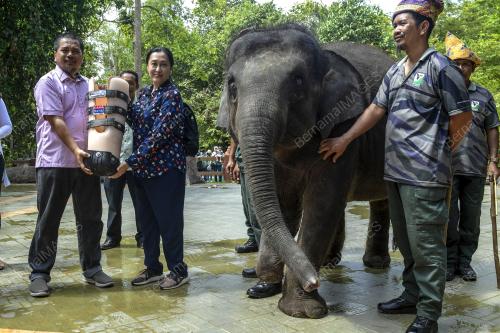 HARI GAJAH SEDUNIA