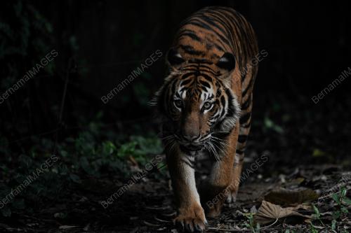 ZOO NEGARA 'ADOPT AN ANIMAL'