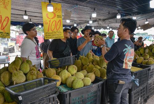 TINJAUAN MUSIM DURIAN