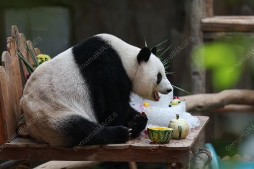 GIANT PANDA BIRTHDAY CELEBRATION CEREMONY 2023