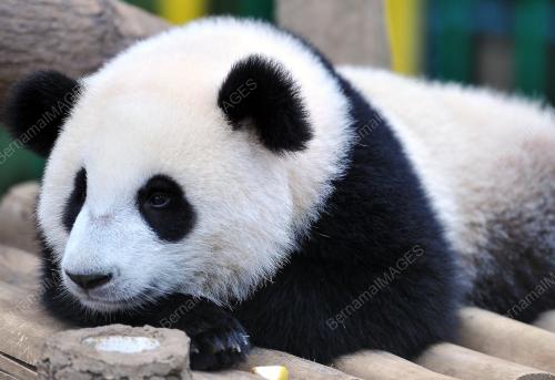 KL17_24072016_PANDA