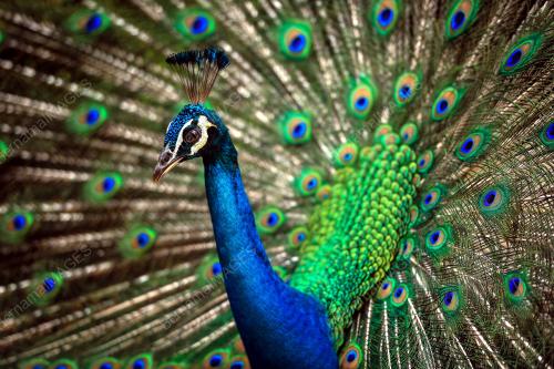 KL17_24122017_BURUNG