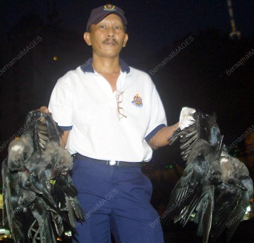 BURUNG GAGAK