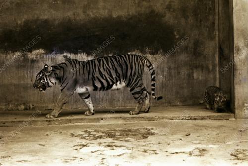 ZOO NEGARA
