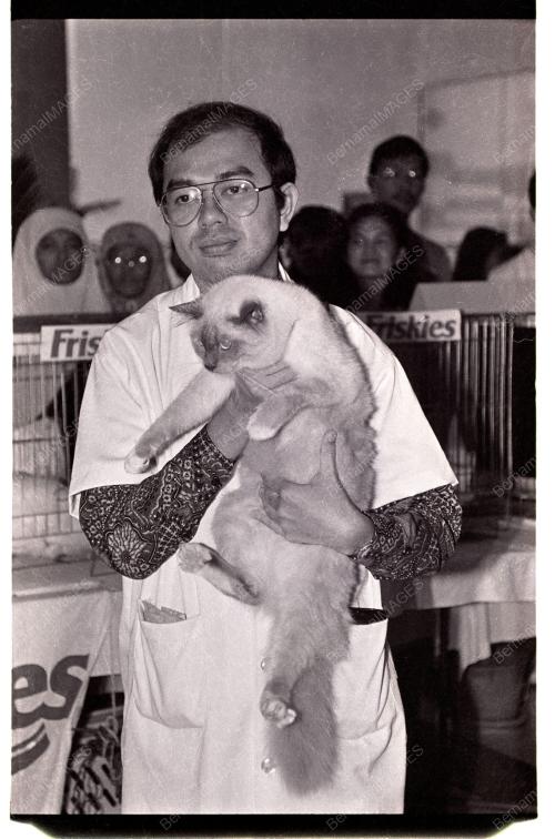 PERTANDINGAN KUCING