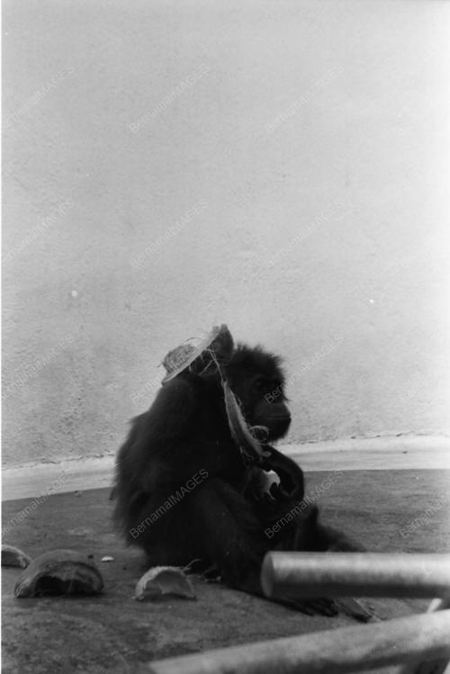 Suasana Zoo Negara