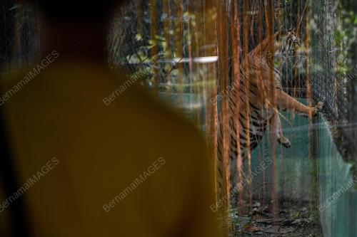 HARI_HARIMAU