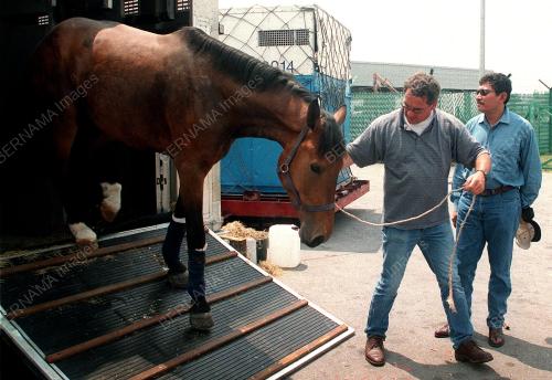 ARMY, ROYAL HORSES GUARDS
