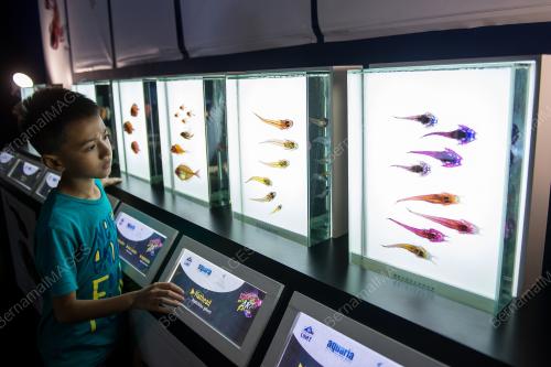 KL18_03022019_IKAN_LUTSINAR
