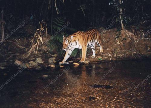 HARIMAU