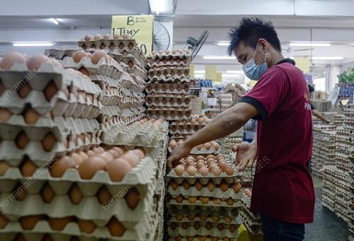 PENARIKAN BALIK TELUR
