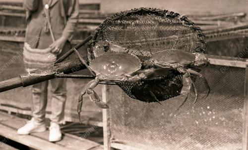 KHASIAT KETAM