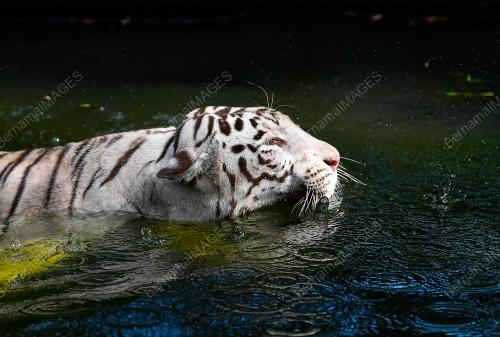 TINJAUAN CUACA PANAS ZOO NEGARA