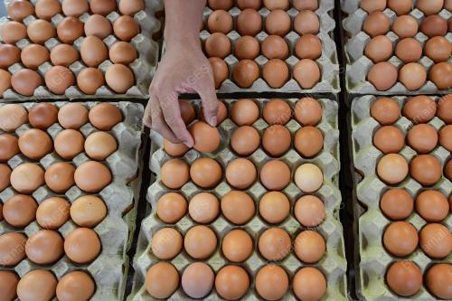HARGA TELUR TURUN 3 SEN