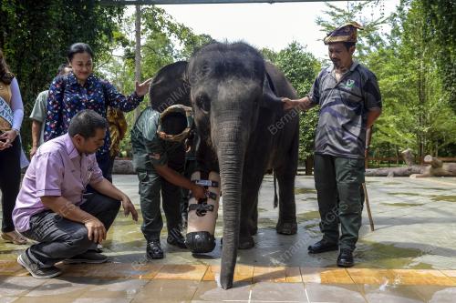 HARI GAJAH SEDUNIA