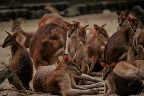 ZOO NEGARA 'ADOPT AN ANIMAL'