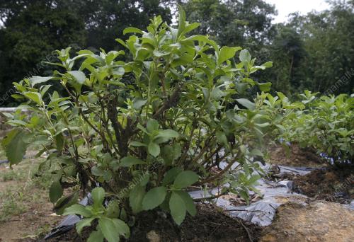 POKOK STEVIA