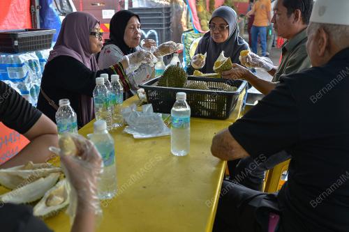 TINJAUAN MUSIM DURIAN