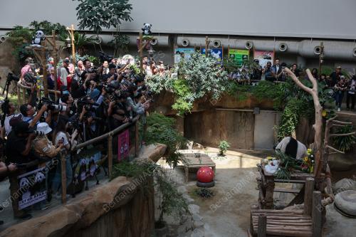 GIANT PANDA BIRTHDAY CELEBRATION CEREMONY 2023